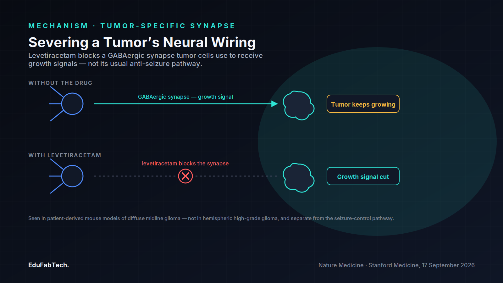 A two-row diagram contrasts an untreated tumor receiving growth signals through a neuron-to-tumor GABAergic synapse with levetiracetam blocking that same synapse to cut the signal off.