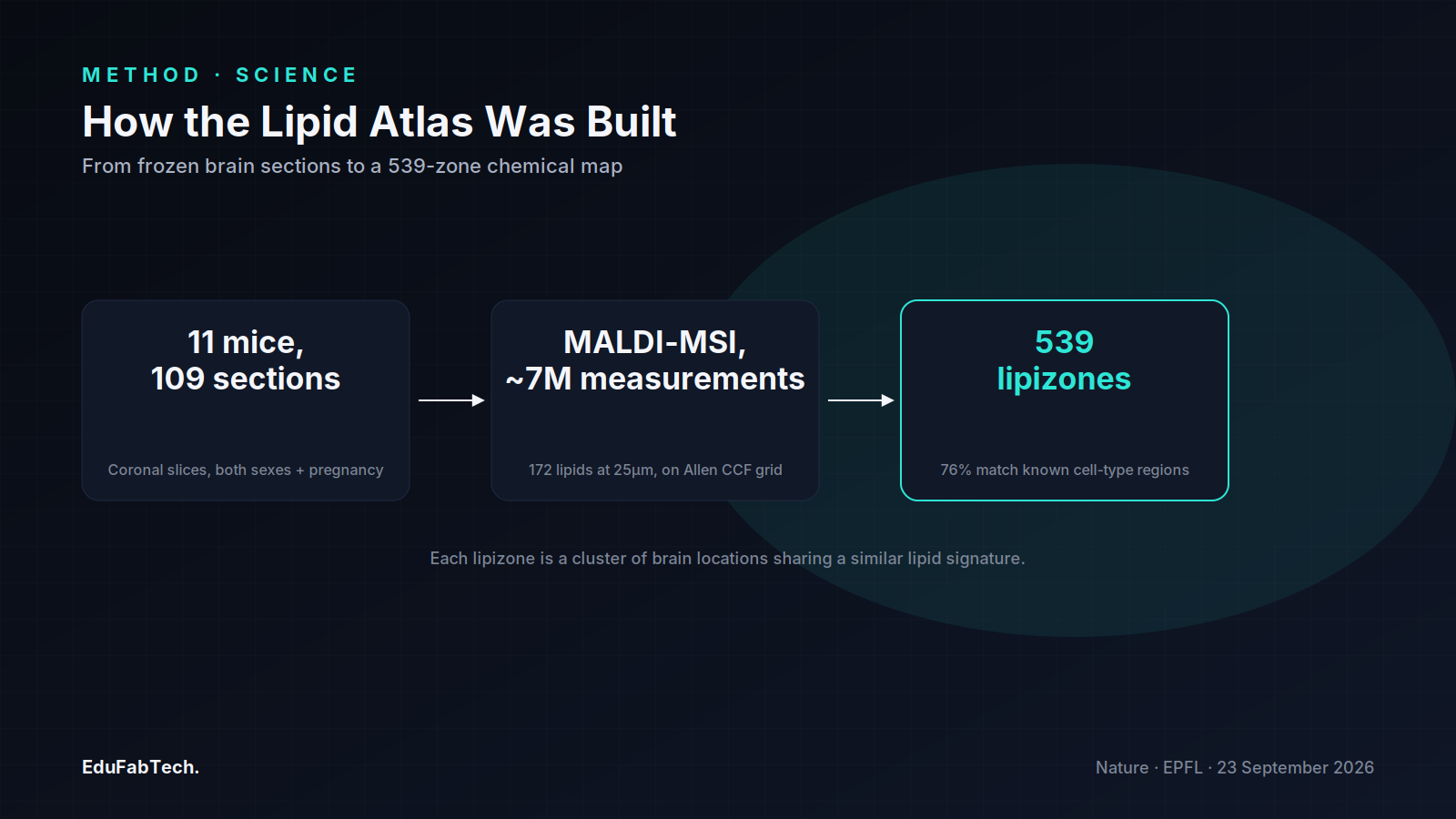A three-step pipeline showing how the atlas was built: 11 mice and 109 sections, MALDI-MSI imaging with ~7 million measurements, condensed into 539 lipizones.