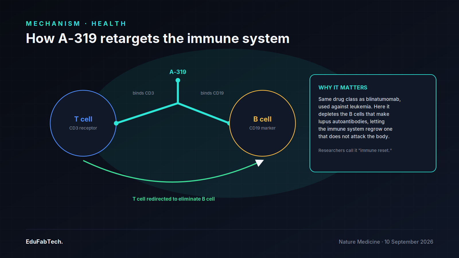 Diagram of how A-319, from the same drug class as the leukemia therapy blinatumomab, redirects a patient's T cells to eliminate the B cells that produce lupus autoantibodies.