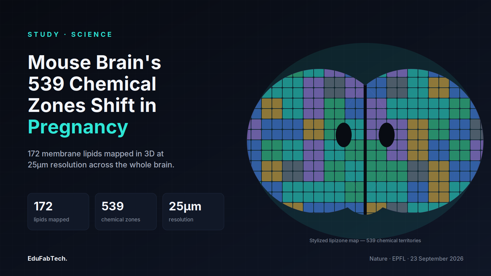 A stylized mosaic of colored "lipizone" territories across a two-hemisphere brain outline, with the study's headline numbers — 172 lipids, 539 zones, 25µm resolution.