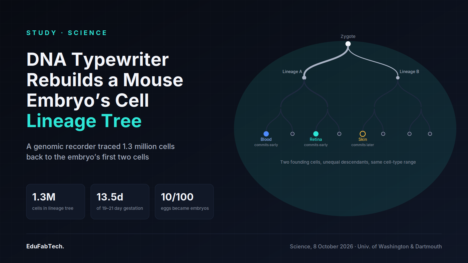 A branching lineage tree traces a mouse zygote to blood, retina and skin cells, alongside the study's key numbers: 1.3 million cells, 13.5 days tracked, and 10 of 100 eggs reaching viable embryos.