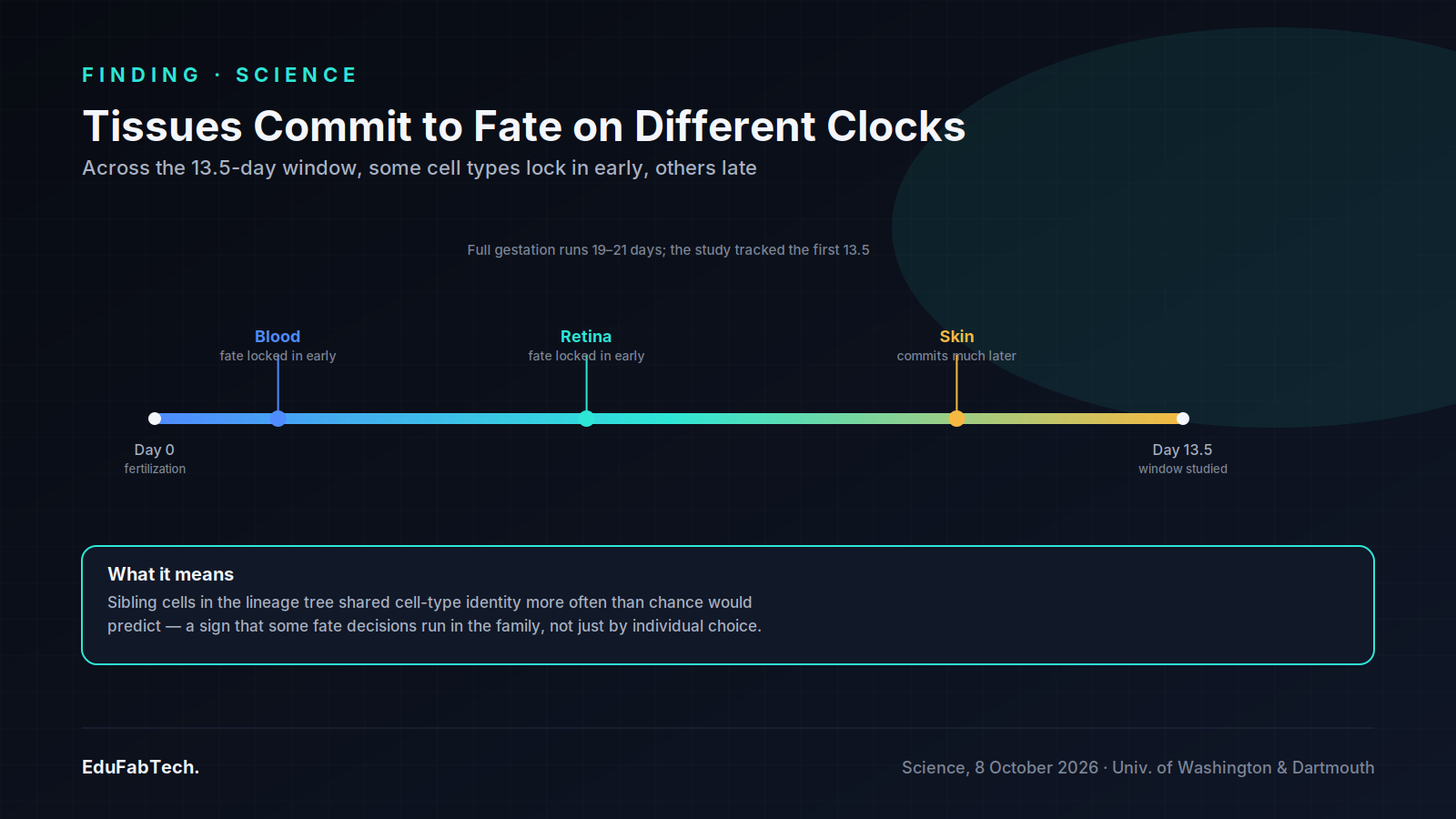 A timeline from fertilization to Day 13.5 marks when blood, retina and skin cells commit to their fates, with a note on the sibling-inheritance pattern the researchers found.