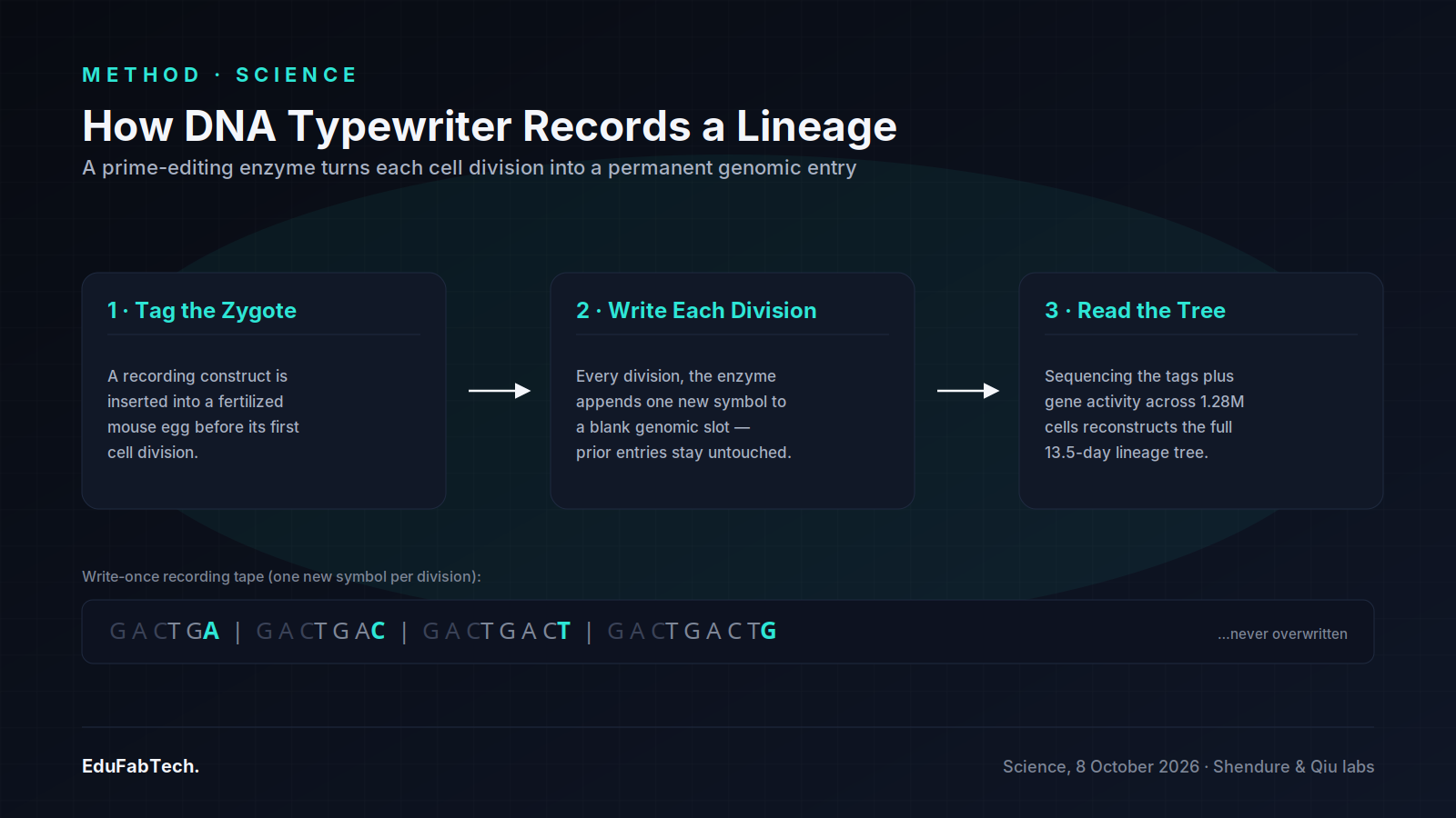 Three steps show how DNA Typewriter works: a recording construct tags the zygote, a prime-editing enzyme appends one symbol per division to a write-once tape, and sequencing reconstructs the full lineage tree.