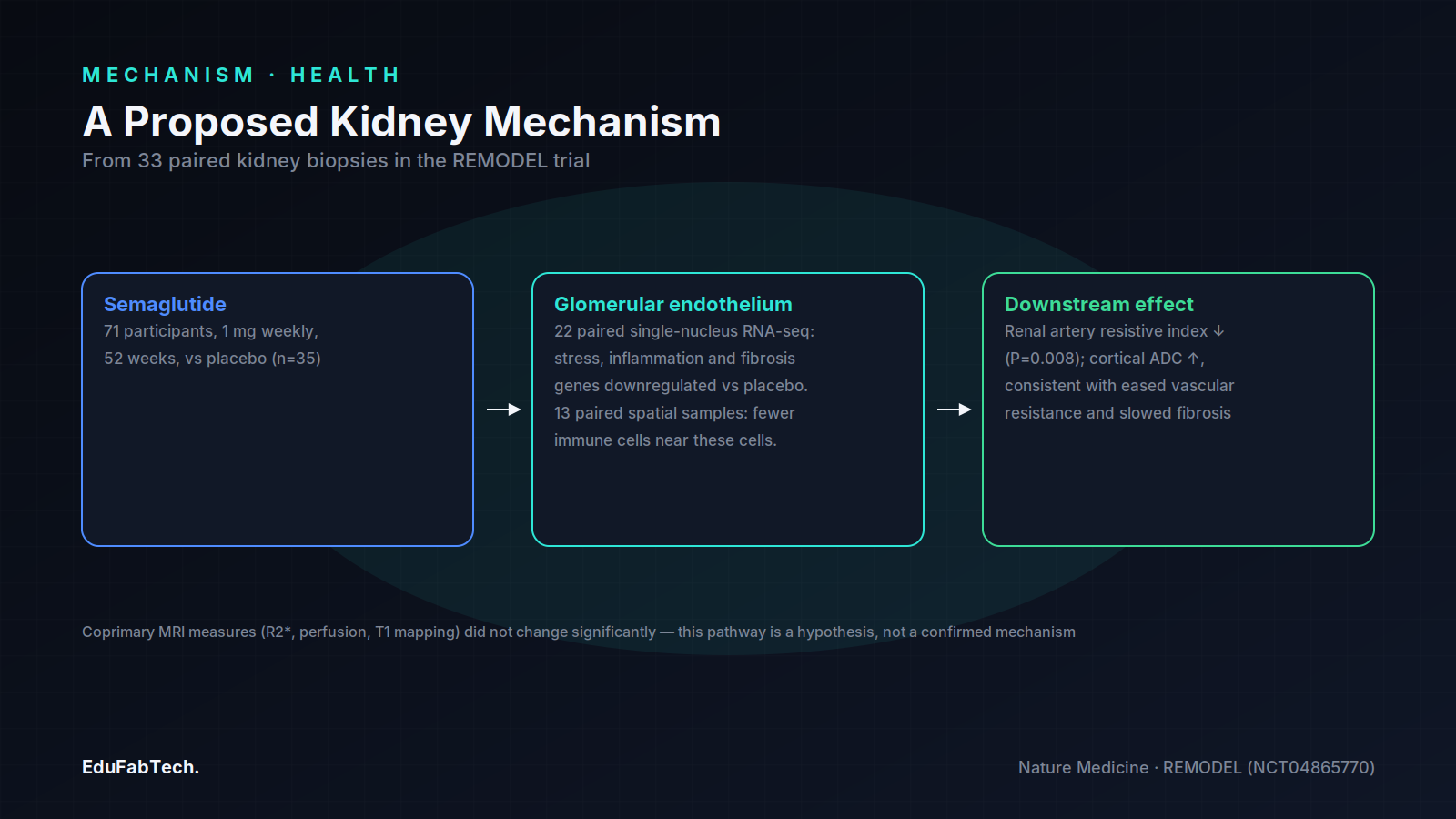 A three-step flow from semaglutide through biopsy-detected changes in glomerular endothelial cells to reduced vascular resistance and fibrosis signal.