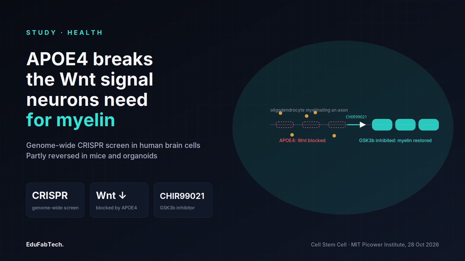 A myelin sheath along an axon, thin and dashed under APOE4 but thick and restored after CHIR99021 treatment, framed by the study's key terms.