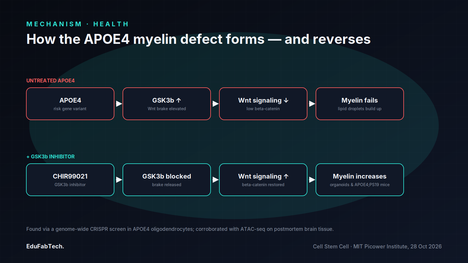 A two-row diagram tracing how APOE4 raises GSK3b to block Wnt signaling and stall myelin, and how blocking GSK3b with CHIR99021 reverses each step.